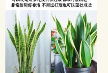 以虎皮兰摆放风水的艺术（探索虎皮兰在室内风水布局中的地位与作用）