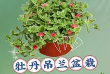 夏季如何养护盆栽牡丹花（盆栽牡丹花夏季生长技巧与注意事项）