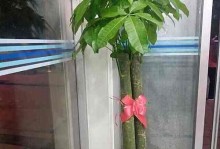 如何解决发财树叶子下垂问题（轻松拯救你的发财树，让它再次焕发生机）
