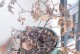 凉开水浇花是否可行？（了解浇花的正确方法，让花儿茁壮成长）