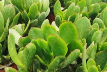 以厚脸皮怎么养才能开花？（拥有自信和勇气的关键在于不怕被拒绝）