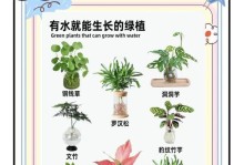 水养多肉植物的养护指南（以水为主要养分，打造健康多肉）