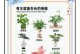 水养多肉植物的养护指南（以水为主要养分，打造健康多肉）