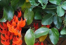 灯笼花的养殖与护理（灯笼花的好处与成长条件）