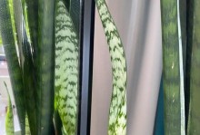 虎尾兰烂根的原因、处理方法及预防措施（保护虎尾兰，做好烂根预防工作）