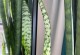 虎尾兰烂根的原因、处理方法及预防措施（保护虎尾兰，做好烂根预防工作）