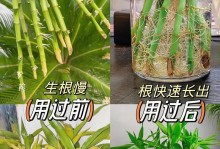 竹根部发黄的原因及处理方法（保护竹根，让竹子长得更健康）