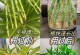 竹根部发黄的原因及处理方法（保护竹根，让竹子长得更健康）