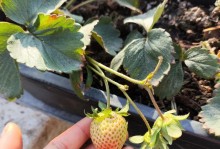 草莓种植全攻略（种植方法、时间、收成，一篇就够）