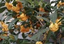 揭秘桂花开花时间（探讨桂花开花的季节与条件）