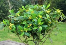 桂花盆栽的种植与养护（打造室内芳香园轻松养活桂花盆栽）