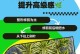 如何修剪百合（打造美丽的花园）
