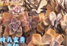 多肉叶片如何清洁？（打造清爽多肉植物，从叶片清洁开始）