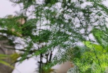文竹叶子的盆栽养护之道（让你的家室内绿意盎然的秘诀）
