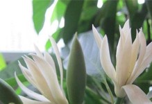 黄桷兰开花后的修剪技巧（让花繁叶茂，盼花再绽放）
