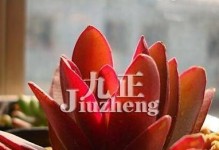 火祭养殖技巧详解（打造极致美观花园的秘诀，培育生命力强的植物）
