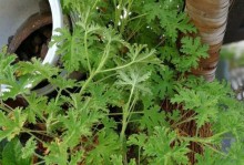 扶桑虫害防治方法（保护植物生长，打击扶桑虫害）