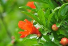 家庭石榴花养护全攻略（如何让你的石榴花开出绚丽的花朵）