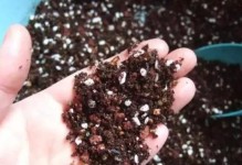 土壤透气性差导致烂根的处理方法（让植物根系健康生长的关键技巧）