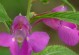 全面指南｜如何养护蛇花草（从选购到照料，轻松打造繁茂蛇花草）