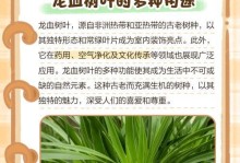 龙血树叶子有毒吗？揭开真相！（龙血树叶子毒性调查、注意事项、使用方法）
