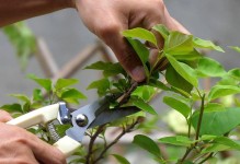 三角梅小苗修剪指南（培育健康的三角梅植株）