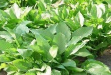 深盆与浅盆，哪个更适合种玉簪花？（深盆与浅盆的优缺点比较，玉簪花的生长需求）