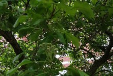 山楂树开花结果时间及养护（春季开花，秋季结果，精心养护丰收更多）