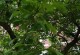 山楂树开花结果时间及养护（春季开花，秋季结果，精心养护丰收更多）