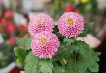 短日照花卉的生长要领（掌握日照需求让花儿常青）