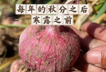 大蒜种子的获取和保存（大蒜种子的获取和保存）