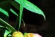 茶花养护秘籍（掌握这些养护技巧，让你的茶花长势喜人）