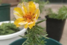如何在家养护非洲菊（打造美丽的非洲菊花园，家庭养护全攻略）
