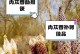 油苁蓉的泡水喝法及功效（探索油苁蓉的健康奥秘，享受泡水喝的乐趣）