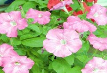 矮牵牛的生命周期及特点（多年生，耐荫蔽，花色丰富）