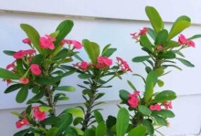 以刺梅烂枝的奇特现象探秘（刺梅烂枝的原因及其科学解释）