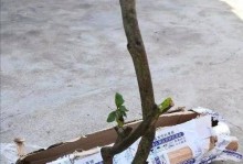 以普通泥土制作绿萝营养土（自制绿萝营养土的简单方法，泥土肥料的配比与使用技巧）
