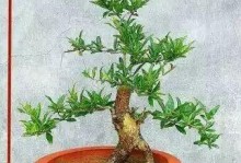 花盆养石榴叶黄问题分析及解决方法（探讨石榴叶黄的原因和有效的护理措施）
