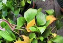 苹果皮水的花园用途（探究苹果皮水对于植物生长的影响与用处）