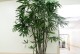 如何正确盆栽棕榈植物（掌握关键步骤，打造美丽家园）