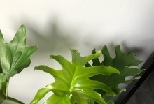春羽放卧室的好处（打造舒适温馨的卧室氛围）