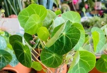 属老鼠的宠物如何通过种植植物来旺财？（养老鼠，种植植物，让家庭财运倍增！）