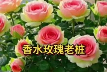 如何养护玫瑰花，使其长久绽放（宝贝玫瑰花的护理秘籍，一步步教你做好）