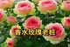 如何养护玫瑰花，使其长久绽放（宝贝玫瑰花的护理秘籍，一步步教你做好）