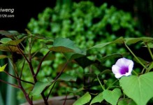 地瓜竟能开花？惊人的发现！（地瓜开花的样子及其生长过程）