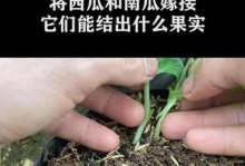 南瓜苗冬天会冻死吗？（探究南瓜苗的冬季保护关键）