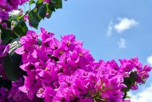三角梅的冬季养护指南（室内三角梅的保暖、浇水和光照要点）