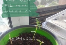 如何正确浇水波斯菊？（科学浇水，让波斯菊长得更好）