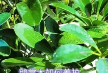 鹅掌树种子的繁殖与栽培方法（探秘鹅掌树种子的育苗过程及关键技巧）