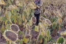 向日葵的养成与生长（向日葵的适宜生长条件、日晒对向日葵的重要性以及种植技巧）